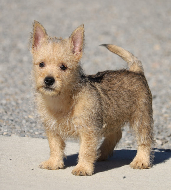 AKC Registered Cairn Terrier For Sale Millersburg, OH Female- Mindy