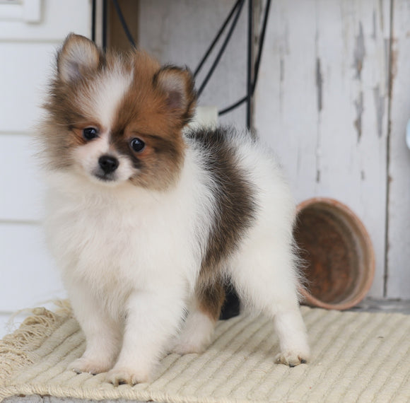 ACA Registered Pomeranian For Sale Millersburg, OH Male- Jesse