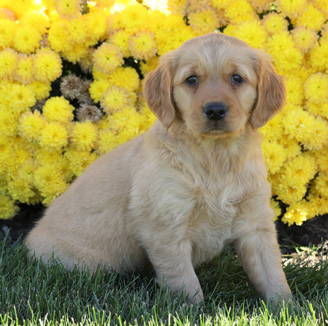 AKC Registered Golden Retriever For Sale Millersburg, OH Female- Bailey