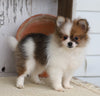 ACA Registered Pomeranian For Sale Millersburg, OH Male- Jesse