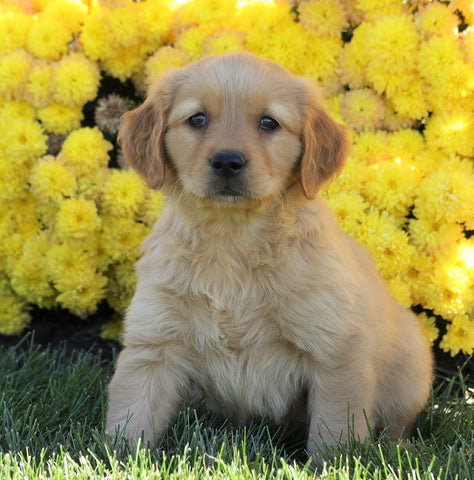 AKC Registered Golden Retriever For Sale Millersburg, OH Female- Mia ...