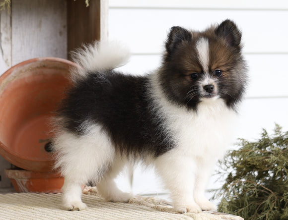 ACA Registered Pomeranian For Sale Millersburg, OH Male- Tom