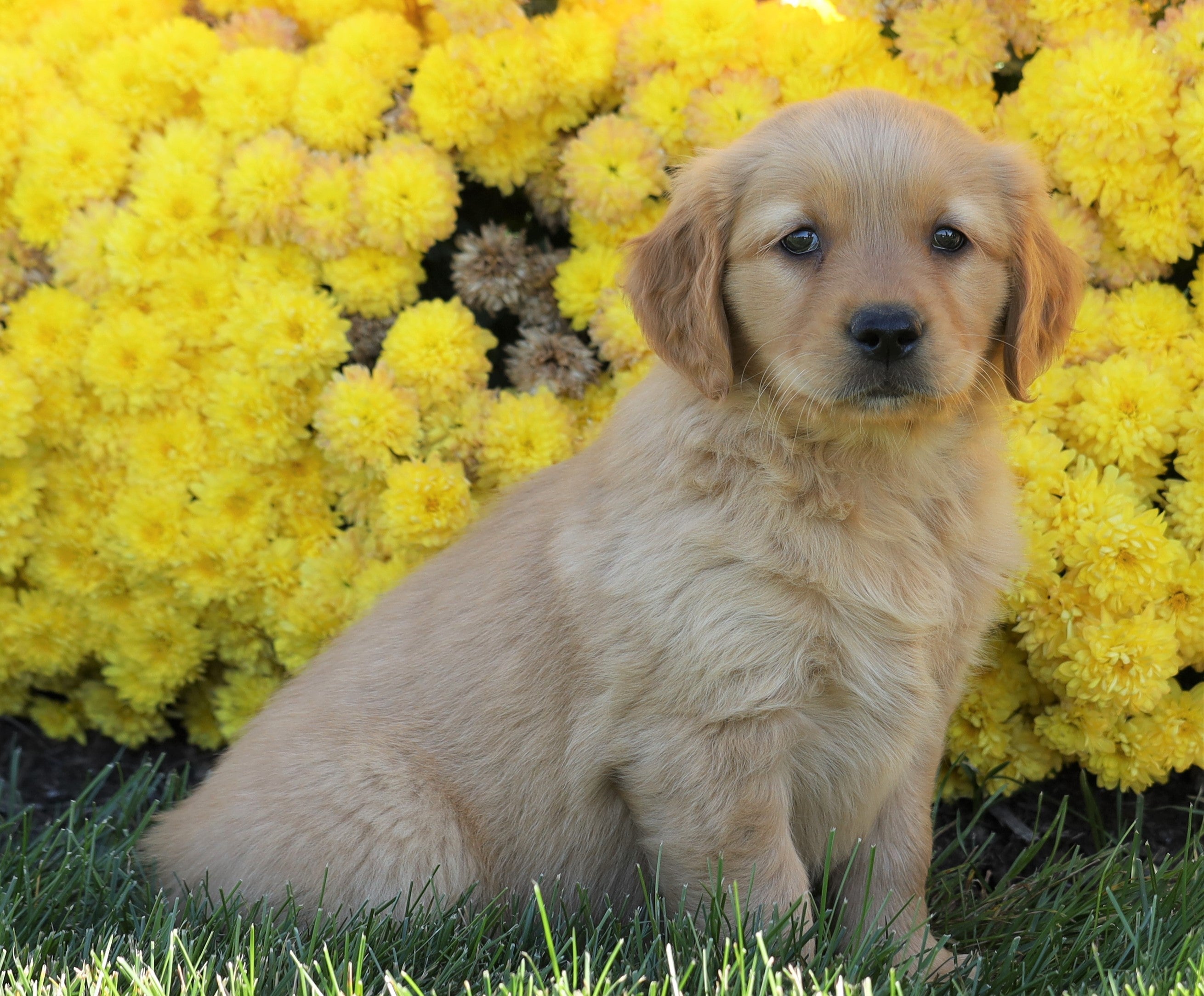 AKC Registered Golden Retriever For Sale Millersburg, OH Female- Mia ...