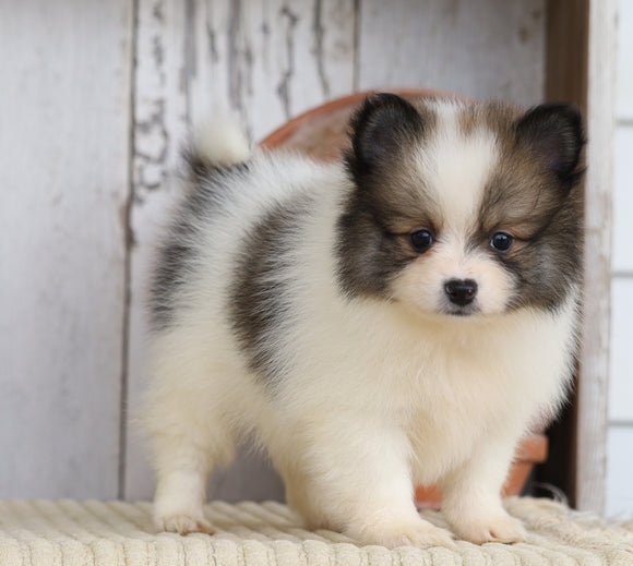 ACA Registered Pomeranian For Sale Millersburg, OH Female- Christena