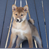 AKC Registered Shiba Inu For Sale Millersburg, OH Male- Jimmy
