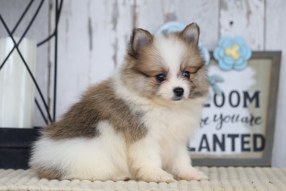 ACA Registered Pomeranian For Sale Millersburg, OH Female- Carol