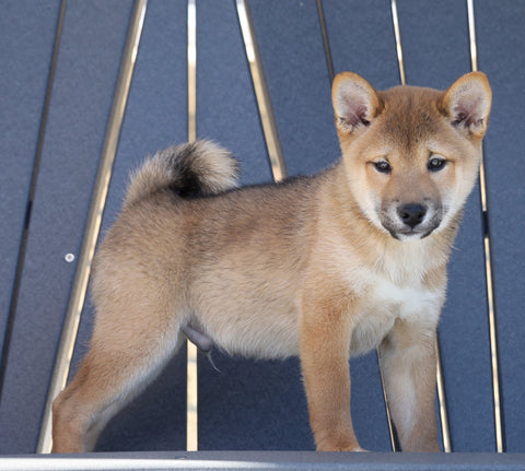 AKC Registered Shiba Inu For Sale Millersburg, OH Male- Jimmy