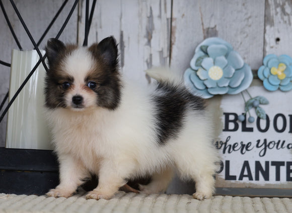 ACA Registered Pomeranian For Sale Millersburg, OH Female- Katie