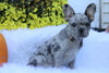 AKC Registered French Bulldog For Sale Fredericksburg, OH Female- Sophie *Genetic Clear*