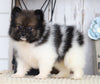 ACA Registered Pomeranian For Sale Millersburg, OH Male- Freddy