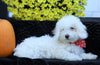 ICA Registered Toy Poodle For Sale Fredericksburg, OH Male- Porter