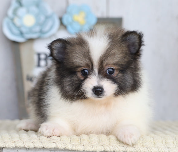 ACA Registered Pomeranian For Sale Millersburg, OH Female- Julie