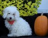 ICA Registered Toy Poodle For Sale Fredericksburg, OH Male- Porter
