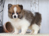 ACA Registered Pomeranian For Sale Millersburg, OH Male- Samson