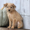 Fox Terrier Mix Puppy For Sale Shreve, OH Female- Pumpkin