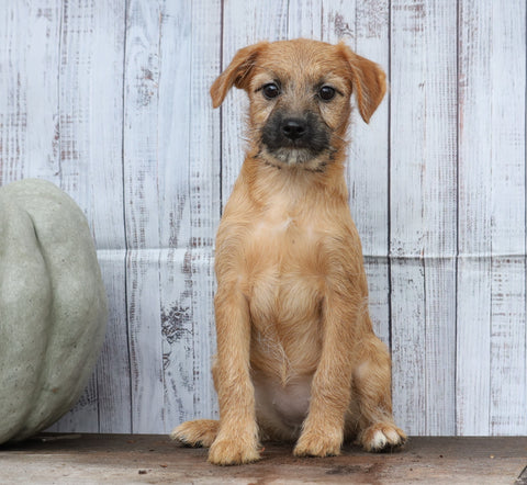 Fox Terrier Mix Puppy For Sale Shreve, OH Female- Autumn