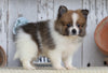 ACA Registered Pomeranian For Sale Millersburg, OH Male- Samson