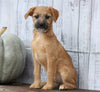 Fox Terrier Mix Puppy For Sale Shreve, OH Female- Autumn