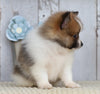 ACA Registered Pomeranian For Sale Millersburg, OH Male- Samson