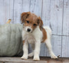 Fox Terrier Mix Puppy For Sale Shreve, OH Female- Skyla