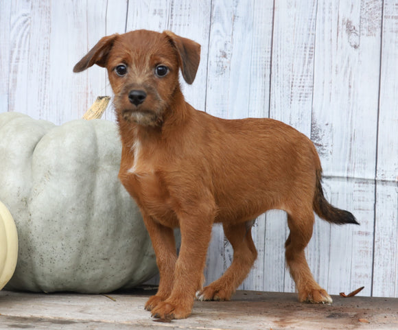 Fox Terrier Mix Puppy For Sale Shreve, OH Male- Timber