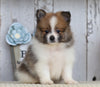 ACA Registered Pomeranian For Sale Millersburg, OH Male- Samson