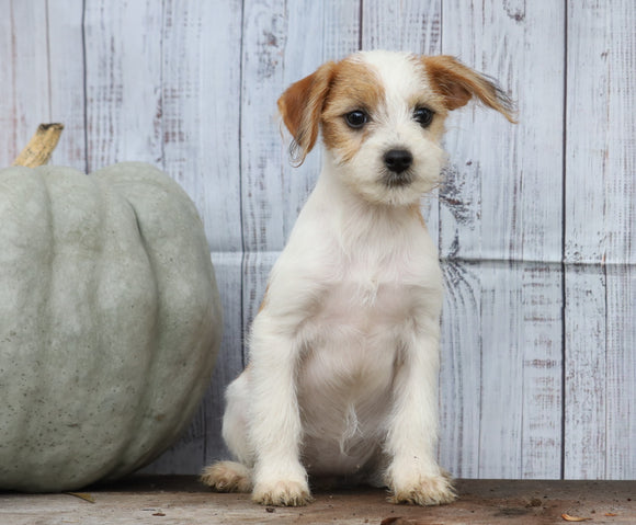 Fox Terrier Mix Puppy For Sale Shreve, OH Female- Khloe