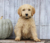 Goldendoodle (Standard) For Sale Shreve, OH Male- Ollie