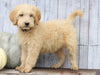 Goldendoodle (Standard) For Sale Shreve, OH Male- Ollie