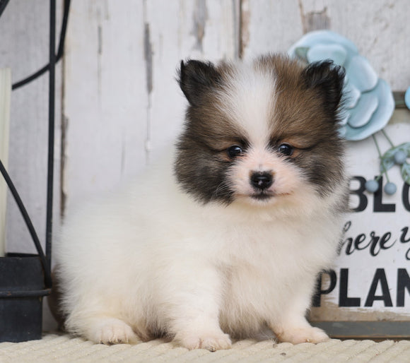 ACA Registered Pomeranian For Sale Millersburg, OH Male- Chief