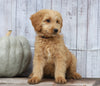 Goldendoodle (Standard) For Sale Shreve, OH Male- Theo
