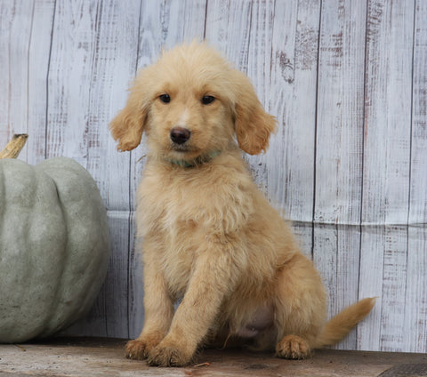 Goldendoodle (Standard) For Sale Shreve, OH Male- Henry