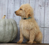 Goldendoodle (Standard) For Sale Shreve, OH Male- Henry