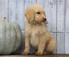 Goldendoodle (Standard) For Sale Shreve, OH Male- Henry