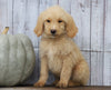 Goldendoodle (Standard) For Sale Shreve, OH Male- Henry