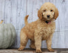 Goldendoodle (Standard) For Sale Shreve, OH Female- Oakley