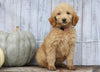 Goldendoodle (Standard) For Sale Shreve, OH Female- Oakley