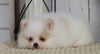 ACA Registered Pomeranian For Sale Millersburg, OH Female- Bella