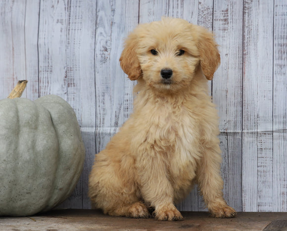 Goldendoodle (Standard) For Sale Shreve, OH Male- Chase