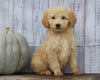 Goldendoodle (Standard) For Sale Shreve, OH Male- Chase