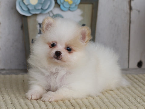 ACA Registered Pomeranian For Sale Millersburg, OH Female- Bella
