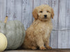 Goldendoodle (Standard) For Sale Shreve, OH Male- Chase