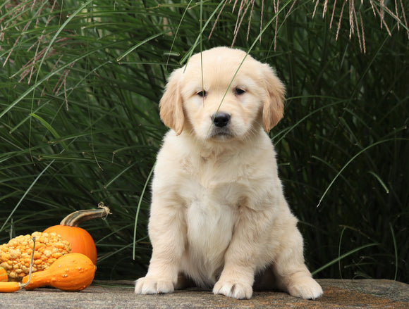 AKC Registered English Cream Golden Retriever For Sale Fredericksburg, OH Female- Mindy