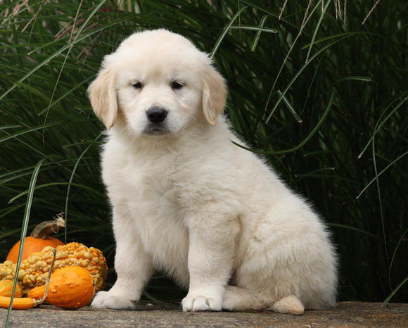 AKC Registered English Cream Golden Retriever For Sale Fredericksburg, OH Female- Winnie