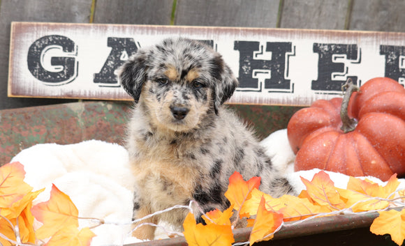 Medium Labradoodle For Sale Millersburg, OH Male- Rocky