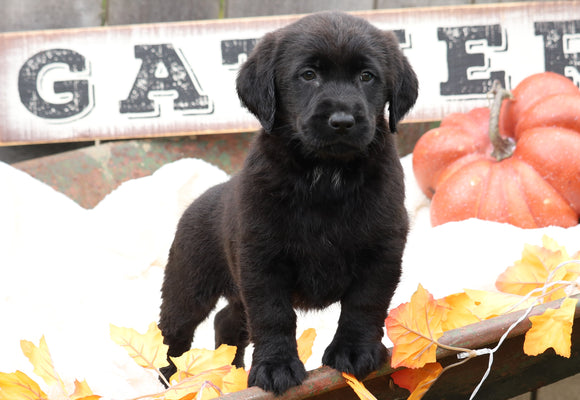 Medium Labradoodle For Sale Millersburg, OH Male- Ranger