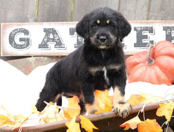 Medium Labradoodle For Sale Millersburg, OH Male- Romeo