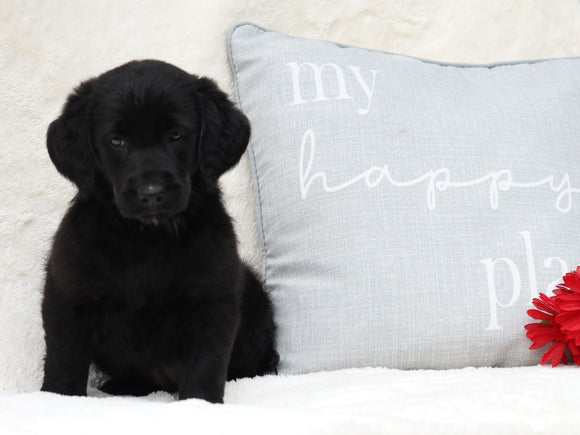 Medium Labradoodle For Sale Millersburg, OH Female- Roxy