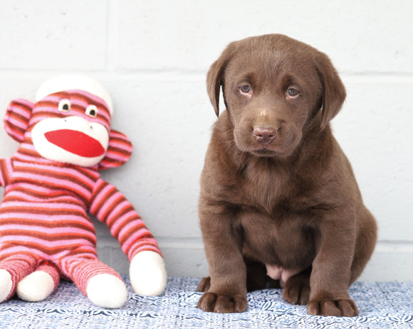 AKC Registered Chocolate Labrador Retriever For Sale Baltic, OH Female- Chloe
