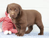 AKC Registered Chocolate Labrador Retriever For Sale Baltic, OH Female- Chloe